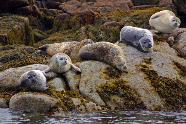 Seals spotted on a Fogg's Water Taxi charter, Casco Bay Maine